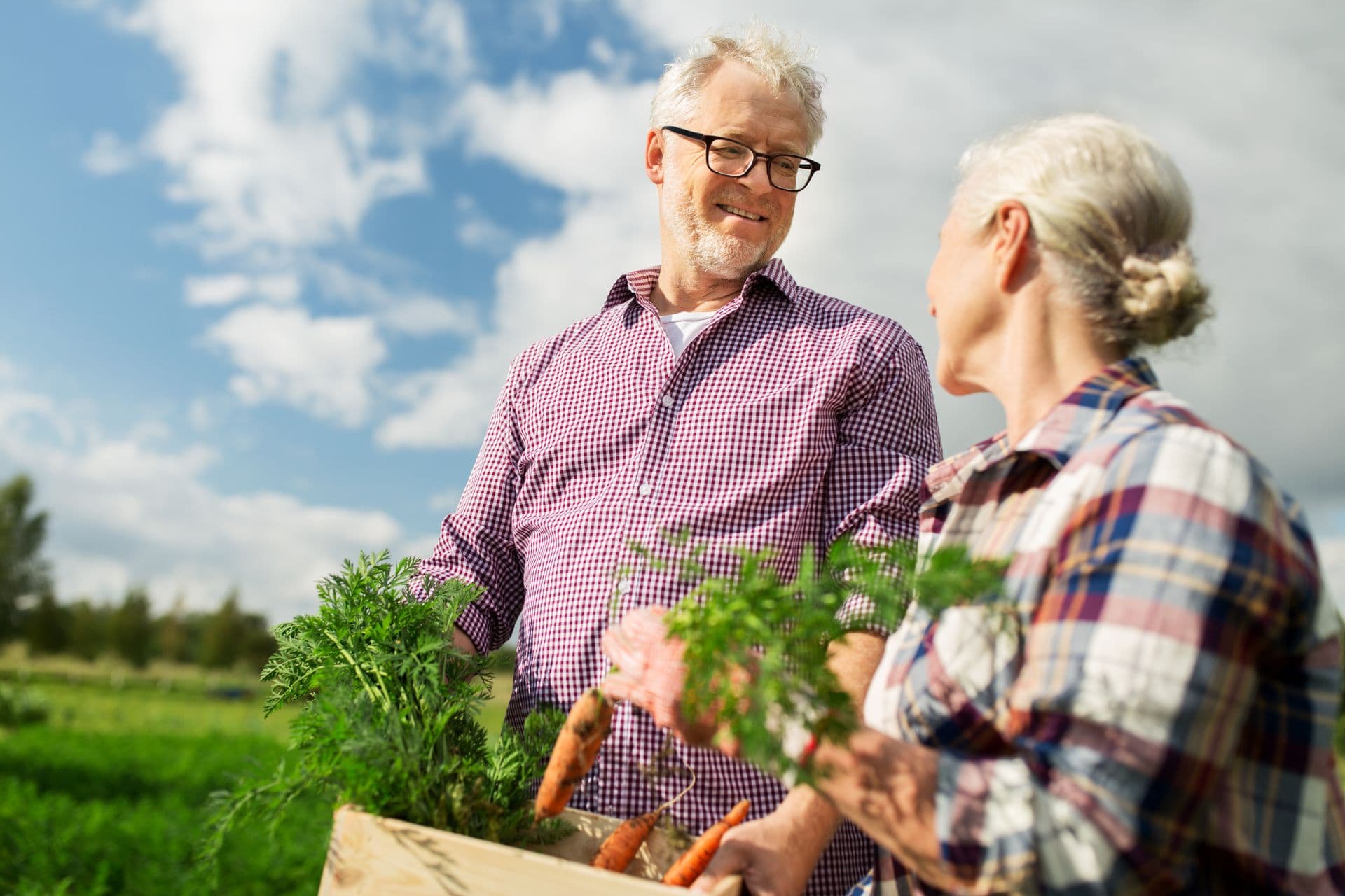 A couple dressed in checkered shirts picks carrots from the vegetable patch on a sunny day.