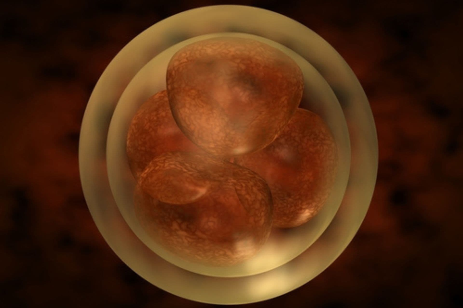 The picture shows embryos.