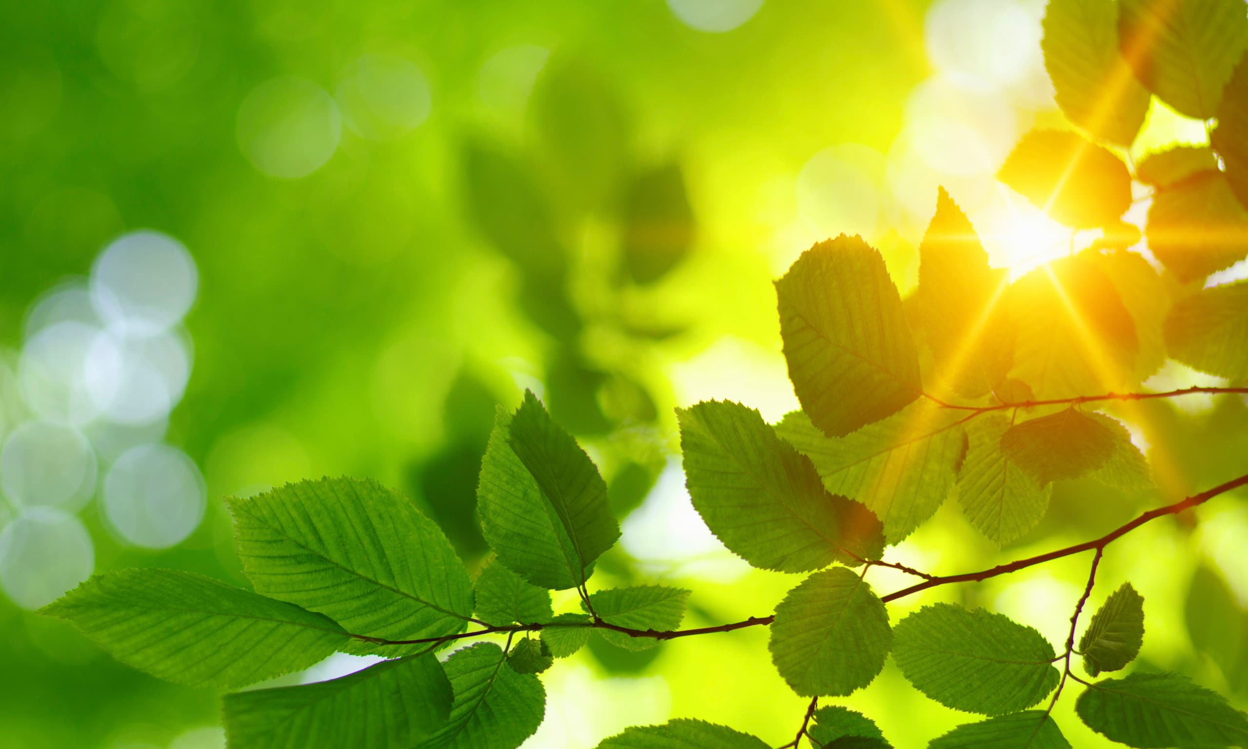 Vihreitä puun tai pensaan lehtiä joiden välistä pilkottaa aurinko, kuvituskuva