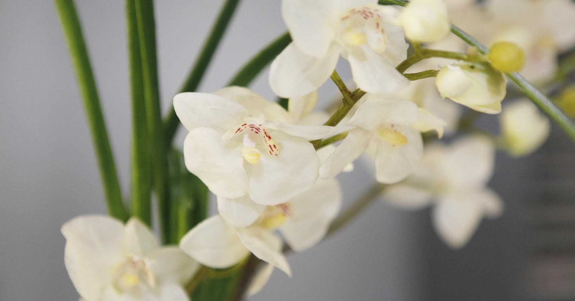 A white flower.