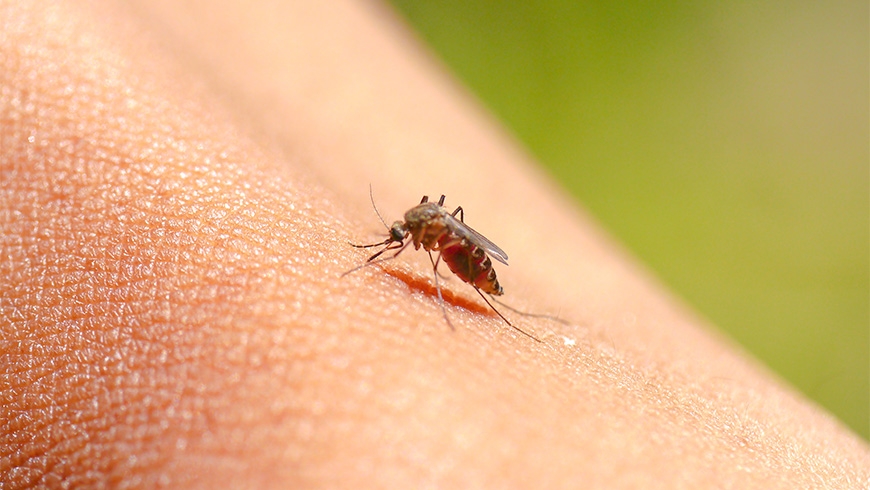 Insektsstick och insektsbett – hur lindrar man klådan?